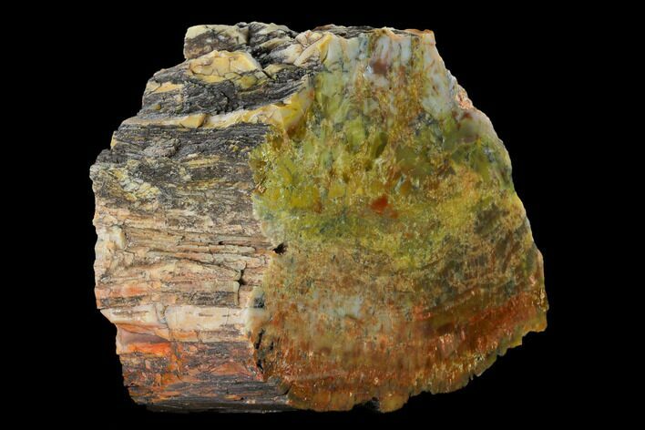 Colorful, Polished Petrified Wood (Araucarioxylon) - Arizona #147904